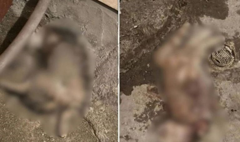 Ankara'da hayvan katliamı: Öldürülen iki kedi bir binanın deposuna atıldı – Son Dakika Türkiye Haberleri