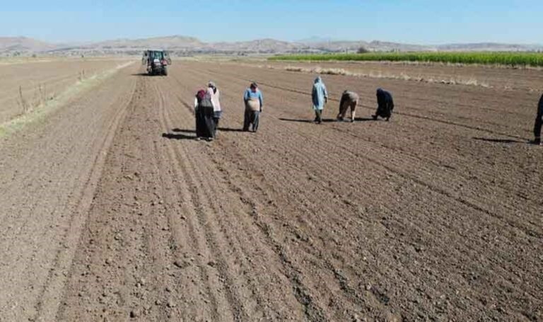 Aksaray’da ekim başladı: Doğal antibiyotik! 200 tonluk rekolte bekleniyor… – Son Dakika Hayat Haberleri