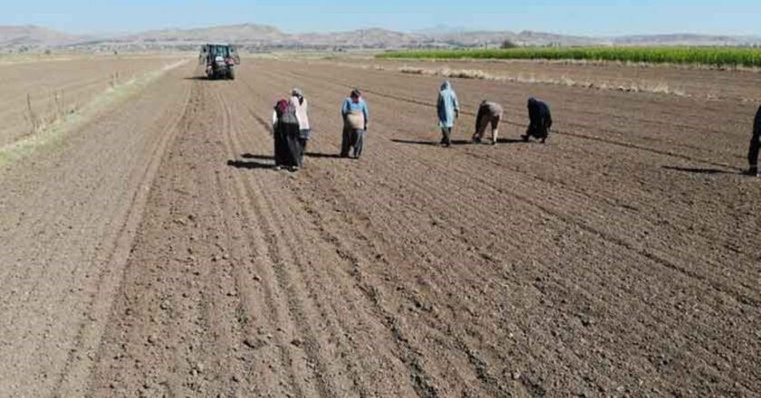 Aksaray’da ekim başladı: Doğal antibiyotik! 200 tonluk rekolte bekleniyor… – Son Dakika Hayat Haberleri