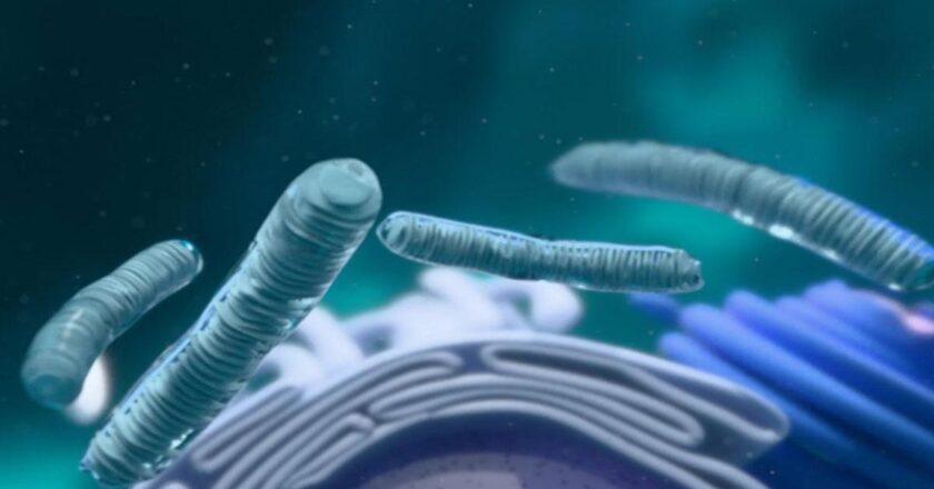 Golgi gövdesi nedir? Golgi nesnesinin görevleri, özellikleri ve hücreleri nelerdir?