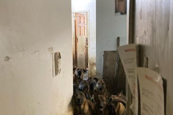Amerika Birleşik Devletleri'nde tahliye edilen bir dairede sağlıksız koşullarda yaşayan 48 köpek bulundu