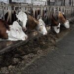 Bakanlık’tan ‘et fiyatlarının artacağı’ iddialarına yanıt