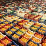 Gürcistan’a gönderilecek zirai ilaç kalıntısı bulunan 6 bin 100 kilogram mandalina imha edildi – Son Dakika Türkiye Haberleri