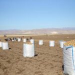 Bitlis’te Patates Hasadı İçin Yoğun Çalışma Zamanı